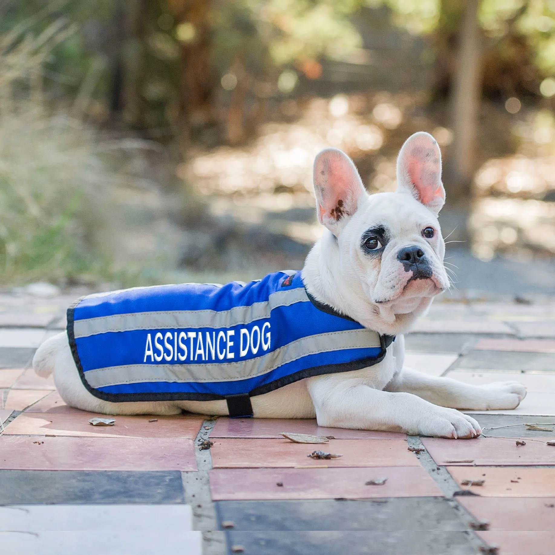 ASSISTANCE DOG - Small Coat