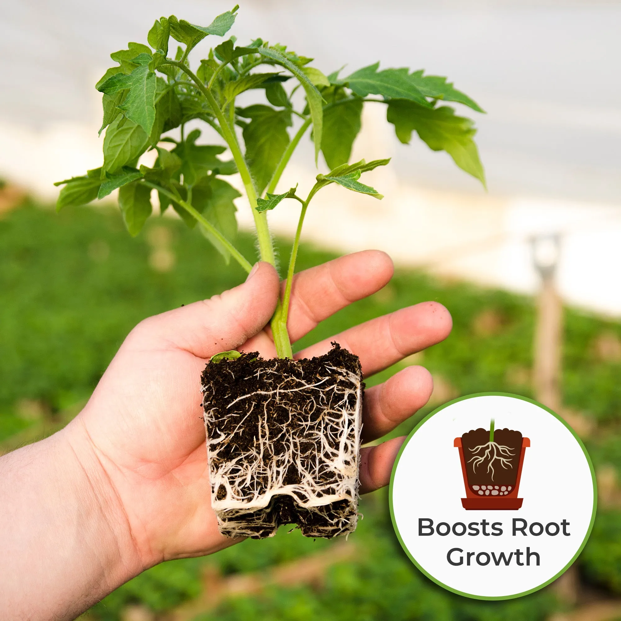Liquid Tomato Fertilizer