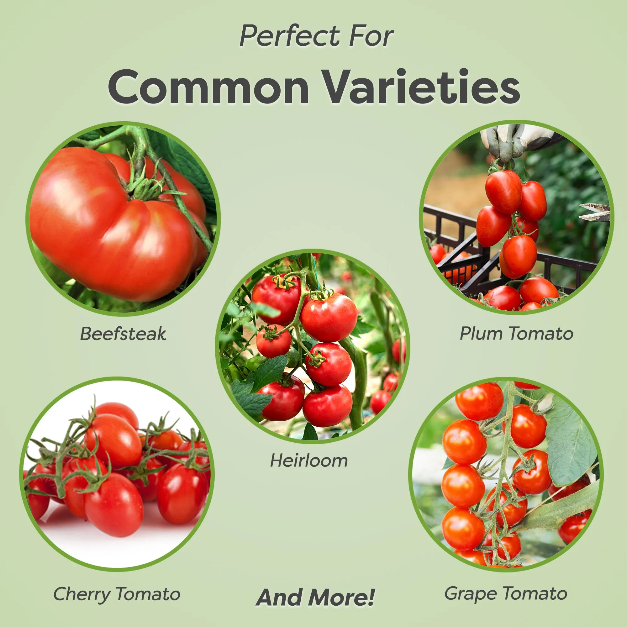 Liquid Tomato Fertilizer